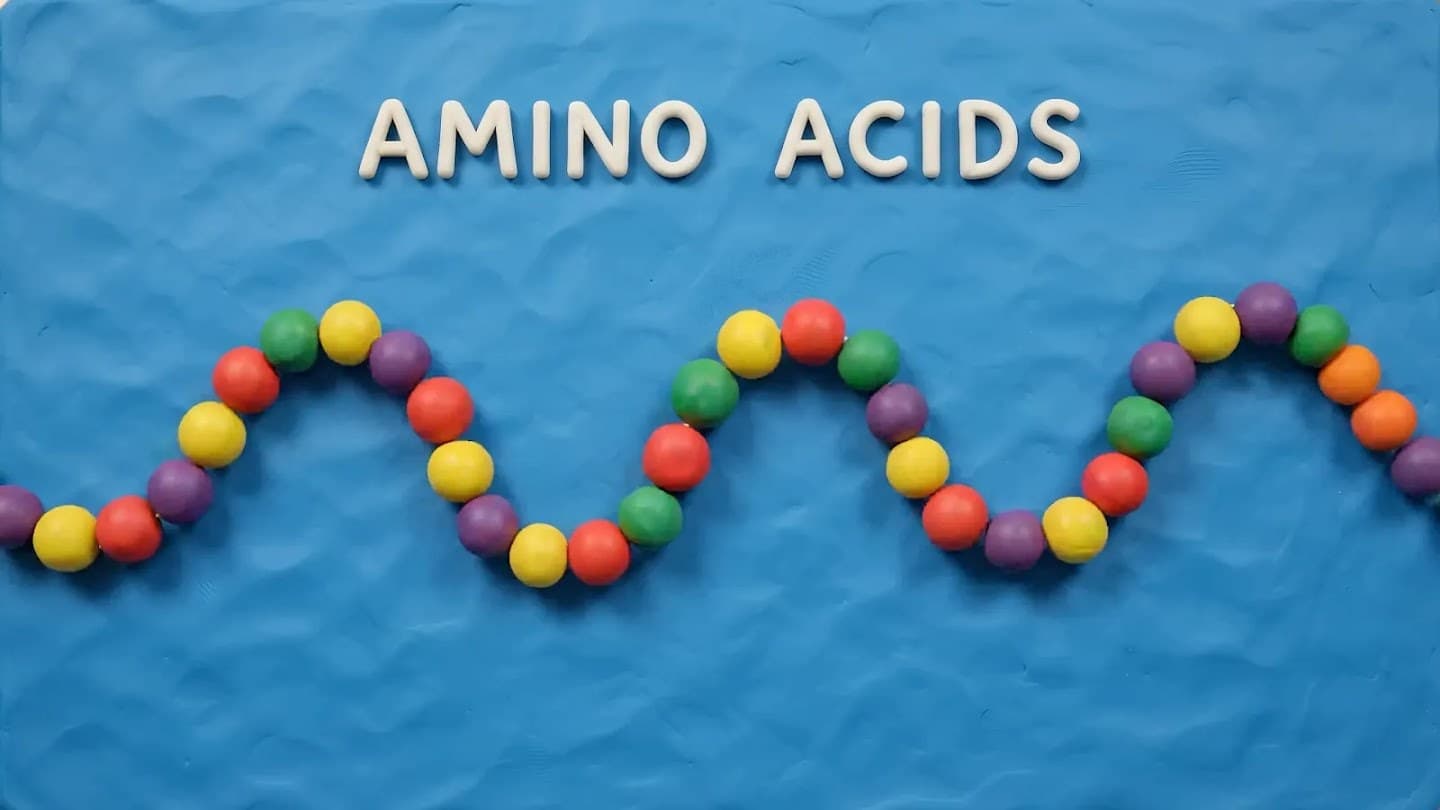 Démo Gemini Omni Flash, claymation scientifique illustrant les amino acids en chaîne de billes colorées sur fond bleu